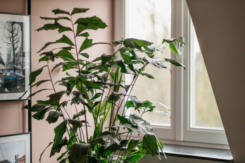 YAYS Den Haag Malieveld, Detail Plant