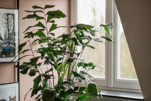 yays-den-haag-malieveld-one-bedroom-essential-2-plant